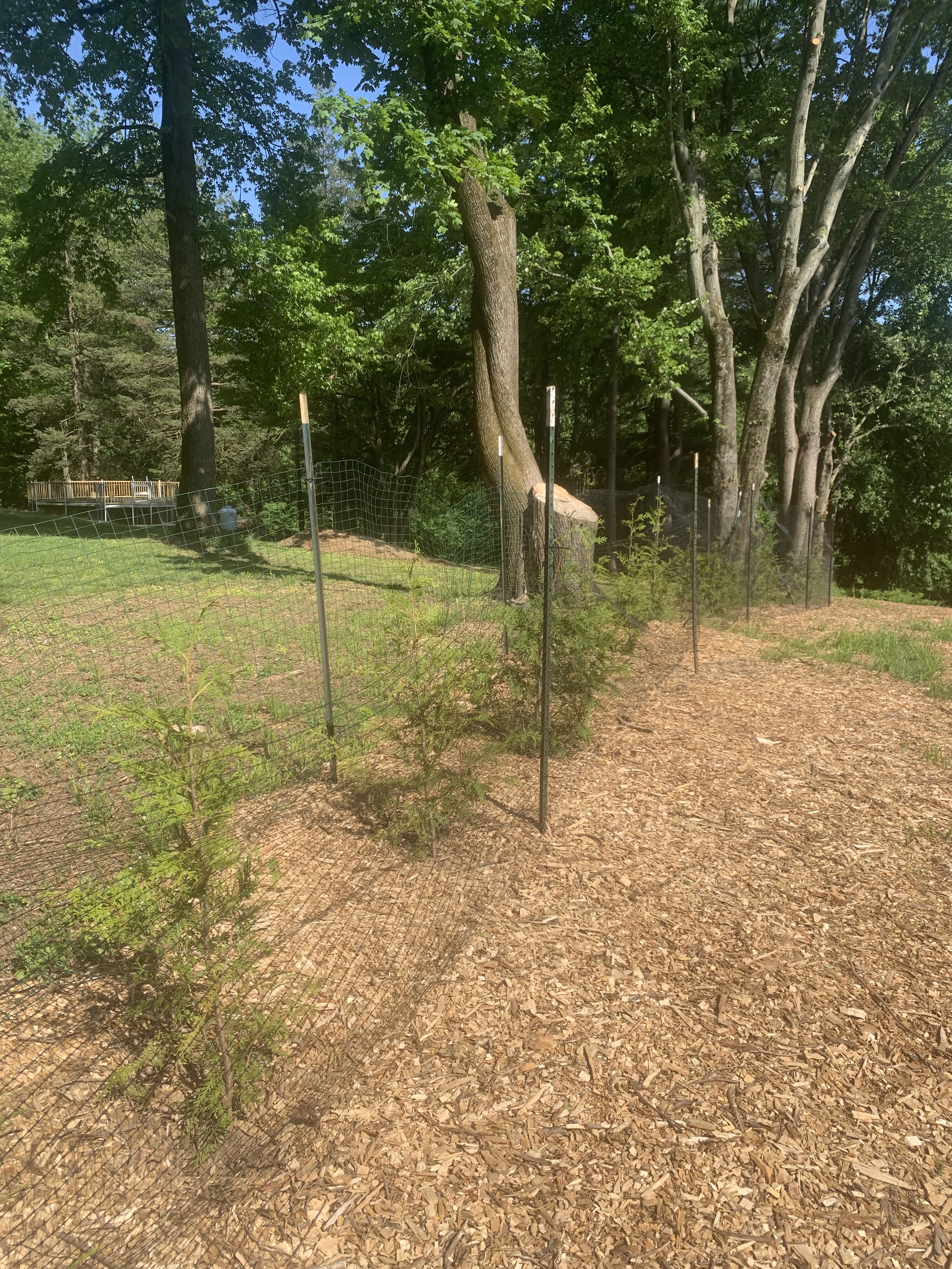 Tree Removal Project